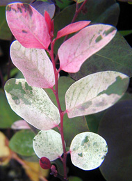 Variegated pink and green foliage of Breynia